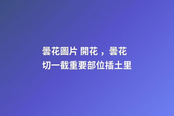 曇花圖片 開花，曇花切一截重要部位插土里-第1張-觀點-玄機派